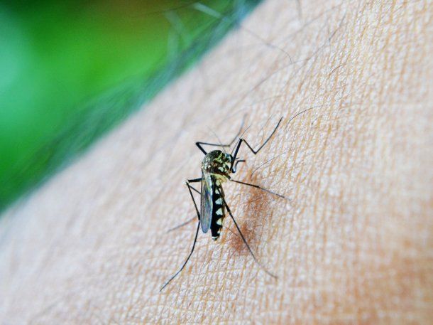 Los mejores trucos caseros más efectivos para espantar a los mosquitos