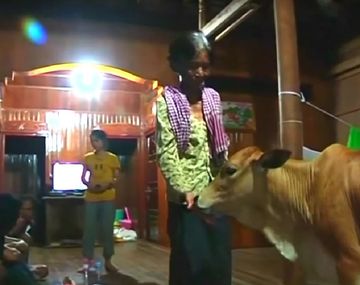 Una mujer piensa que un ternero es la reencarnación de su esposo&nbsp;