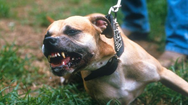 Una mujer de 85 años murió atacada por un perro pitbull al que le había pegado