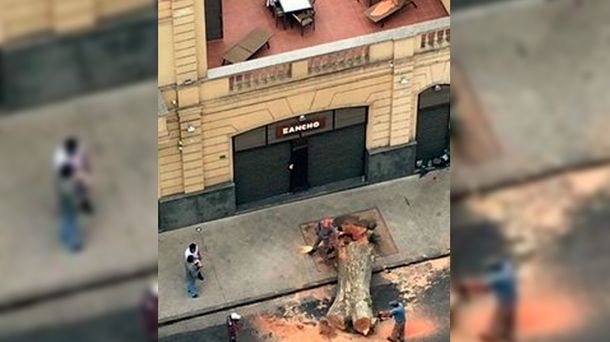 Extrajo un árbol y ahora le exigen la donación de 800    ejemplares.
