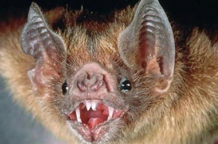Alerta por un murciélago con rabia: vacunan a perros y gatos