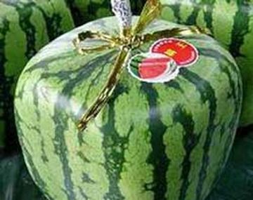 Square_melon