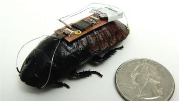 cucarachas robot podrian salvar vidas cucarachas robot podrian salvar vidas