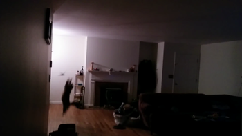 mira el gato ninja que atrapa a un murcielago de un zarpazo mira el gato ninja que atrapa a un murcielago de un zarpazo