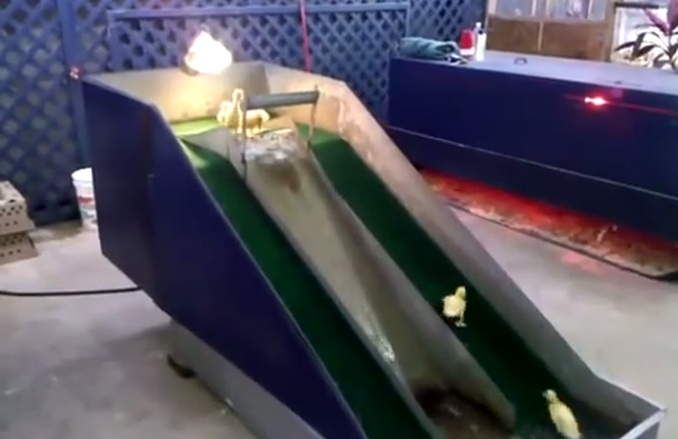 VIDEO: Un tobogán especialmente creado para patitos