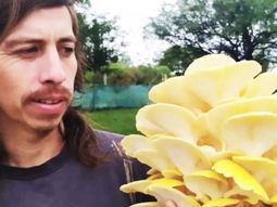 empezaron a cultivar hongos en su casa para tener una dieta saludable y terminaron vendiendo su produccion empezaron a cultivar hongos en su casa para tener una dieta saludable y terminaron vendiendo su produccion