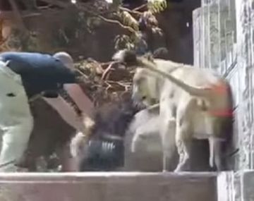 Leona salvó a cuidador de ataque de león