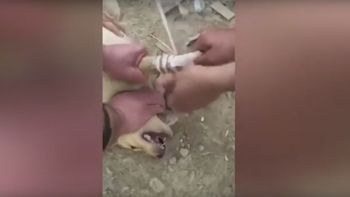 video: soldados kurdos vendan a un perro que piso una mina puesta por estado islamico video: soldados kurdos vendan a un perro que piso una mina puesta por estado islamico