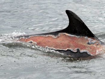 La foto del delfín que se quemó con el sol