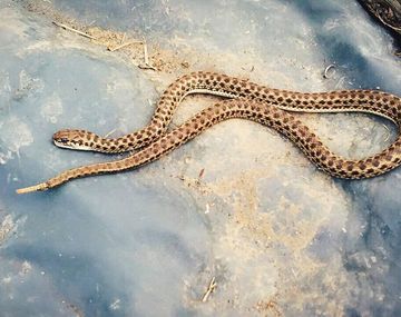 Serpiente cascabel hallada en Neuquén
