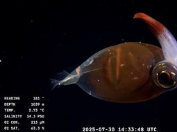 Exploración histórica en Mar del Plata: el profundo mar argentino que desató memes y asombro