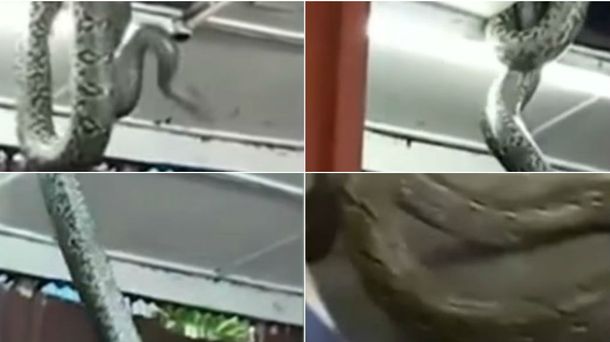 Una serpiente enorme rompió el techo de un restaurante en Japón.
