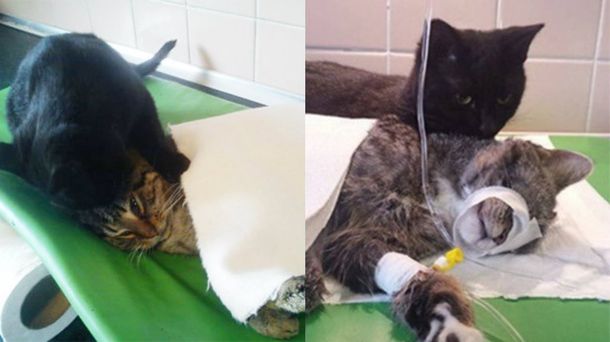 Un gato negro que trae suerte se convirtió en enfermero de un refugio de animales