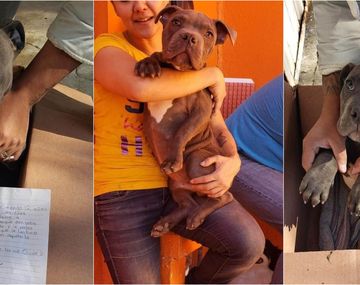 Su papá molía a golpes a su perrito y lo dejó en adopción en una veterinaria con una dolorosa carta