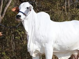 Brasil: vendieron la vaca más cara del mundo, ¿cuánto costó?