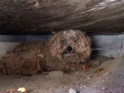 Un perro pasó un año a la espera de su dueño muerto