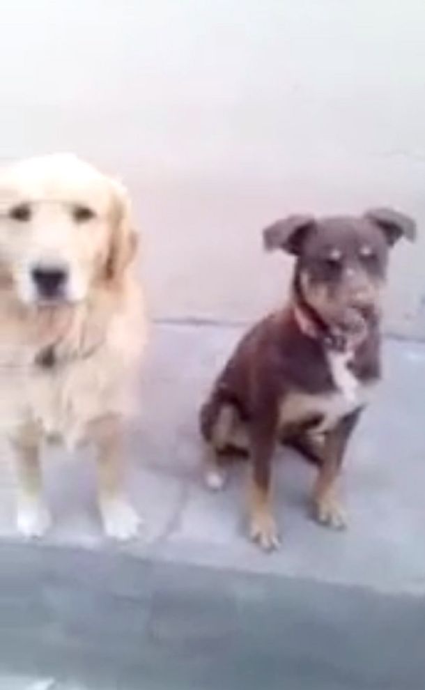 VIDEO: así obedece un perro decente a su dueño