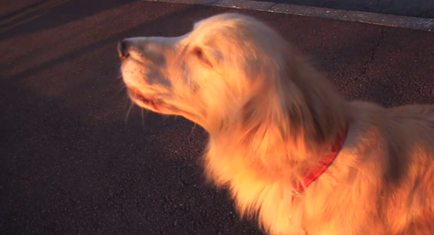 VIDEO: Un perro imita el sonido de una ambulancia