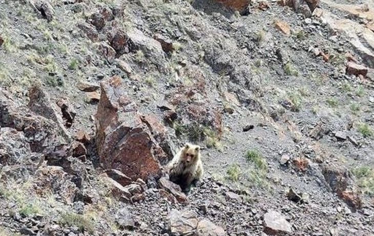 Turistas encuentran a un animal mitológico que se creía extinto