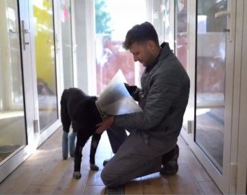 Ucrania: un veterinario arriesgó su vida para rescatar animales heridos