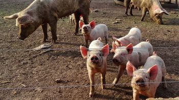 roban mas de 290 cerdos vivos roban mas de 290 cerdos vivos