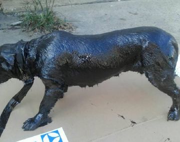 Petróleo, el perro rescatado por vecinos de Lanús