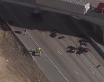 Los animales quedaron muertos sobre la autopista en Utah