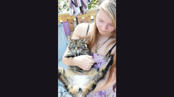 Familia denunció que alguien les afeitó el gato y que ahora está traumado