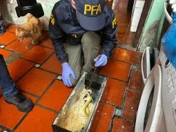 Rescataron alrededor de 2300 especies valuadas en más de 420 mil dólares