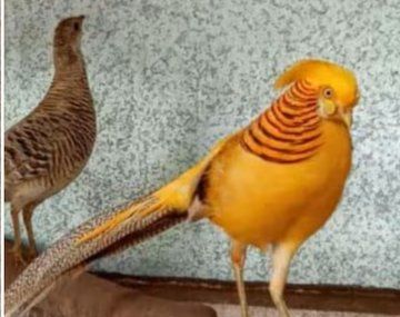 Rescatan 220 animales en un operativo contra la venta ilegal de fauna silvestre