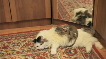 juntos a la par: la gata que adopto a un mono rechazado por su madre juntos a la par: la gata que adopto a un mono rechazado por su madre