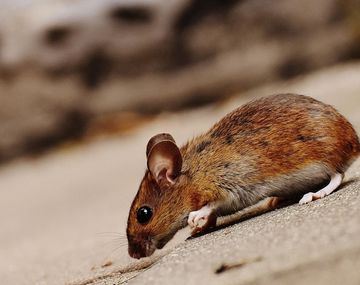 Alerta sanitaria en la Provincia de Buenos Aires por hantavirus: ya hubo 14 muertes