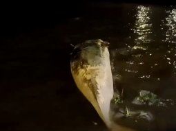 Apareció otra ballena muerta en el Río de la Plata: ahora, a la altura de Costanera Norte