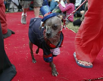 Mugly, el perro crestado chino más feo del mundo.
