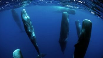 el increible video de ballenas durmiendo la siesta el increible video de ballenas durmiendo la siesta
