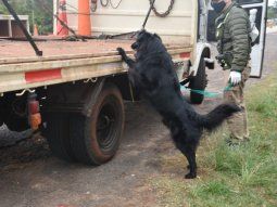Un perro de Gendarmería detectó 175 kilos de marihuana en el doble piso de una grúa