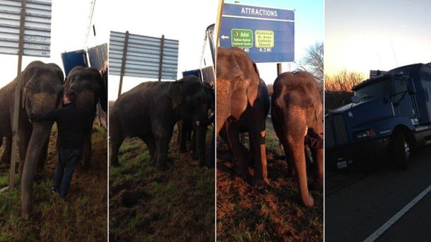 Dos elefantes evitaron que volcara un camión que se balanceaba en la ruta