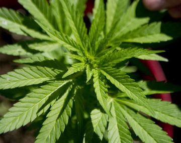 Creen que la marihuana legal se venderá más que los smartphones