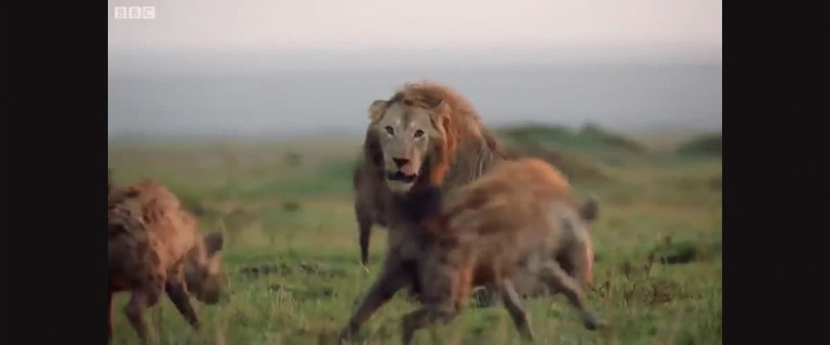 Un león, 20 hienas hambrientas y un héroe inesperado: el video viral que  conmueve a todos