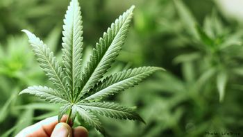 mas personas logran autorizacion para ingresar aceite de cannabis medicinal mas personas logran autorizacion para ingresar aceite de cannabis medicinal