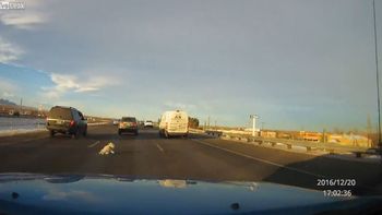 Un perro salta de la camioneta de su dueño en la autopista Un perro salta de la camioneta de su dueño en la autopista