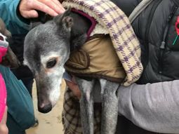 Walnut fue despedido por sus dueños, pero también por sus vecinos Walnut fue despedido por sus dueños, pero también por sus vecinos