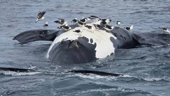 Chubut: aparecieron 15 ballenas muertas en las costas de Puerto Pirámides.