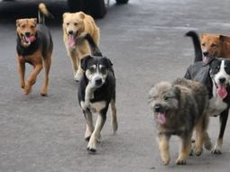 Una nena fue atacada por una jauría de perros Una nena fue atacada por una jauría de perros