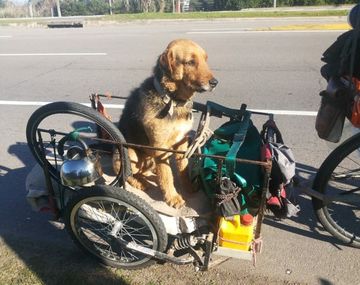 Se llevó a su perro a recorrer el país