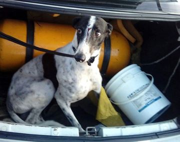 El animal resultó herido en el choque