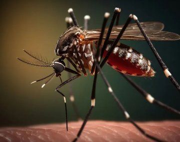 Dengue en Argentina: cada vez más cerca de los 400 mil casos