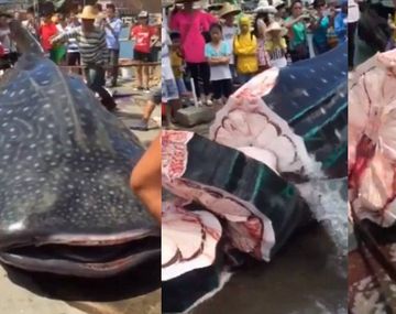 Descuartizan vivo a un tiburón ballena 