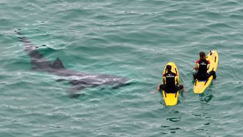 un grupo de tiburones aterroriza a dos guardavidas surfistas un grupo de tiburones aterroriza a dos guardavidas surfistas