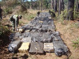 Secuestran casi 5,5 toneladas de marihuana en Misiones